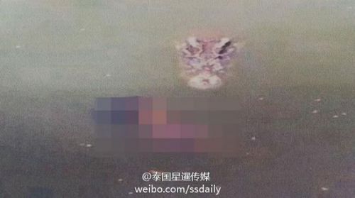 澳女子每日与鳄鱼同床 不惜抛弃丈夫