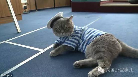 俄罗斯猫船长走红网络 猫船长还收了个小弟为伴