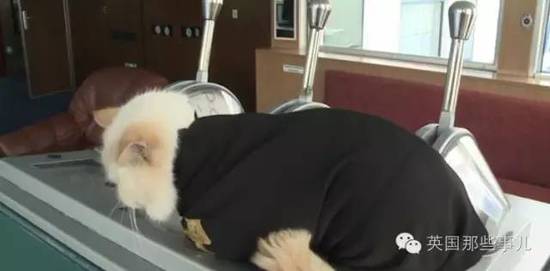 俄罗斯猫船长走红网络 猫船长还收了个小弟为伴