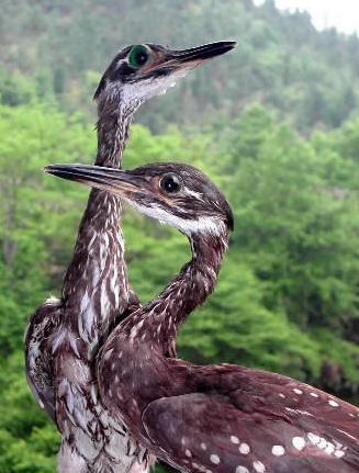 四川现最神秘鸟 存活4小时后死亡