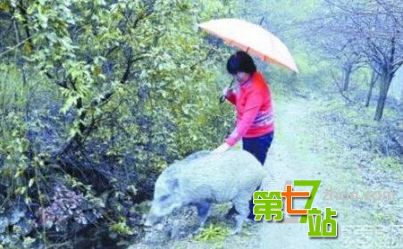 盘点人兽同居事件 猛男与千只蜈蚣同居