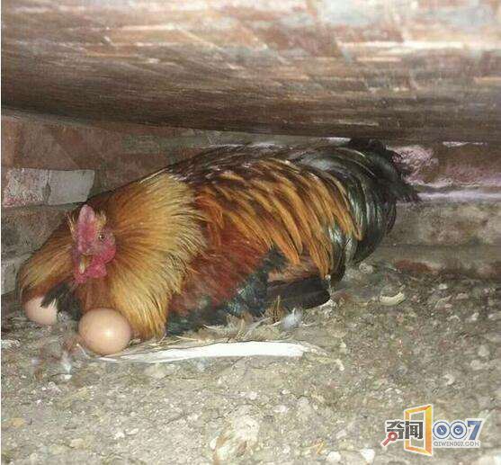 ϺҹϺŻ