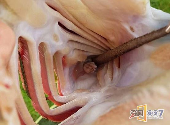 Ӳ 㸹зһֻ