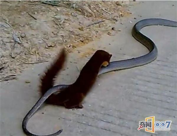 Ǵս۾ 챻ҧһ漣