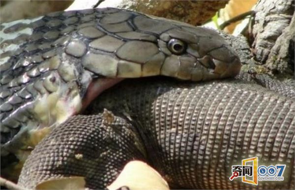 ᣬֱճű