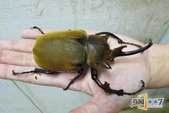 Ůӷ־׳棬˾ϲ