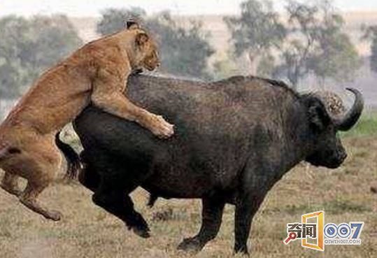 䵥Ұţʨӻ͸,ʨӲһĻ