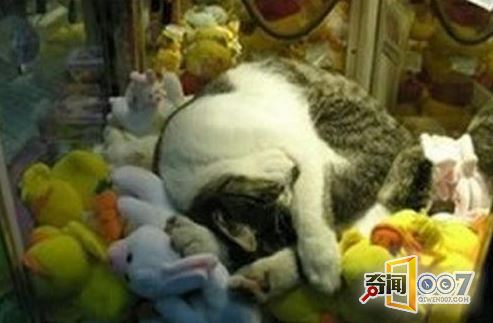 ޻ھè䣬˿ͲͶңŵ