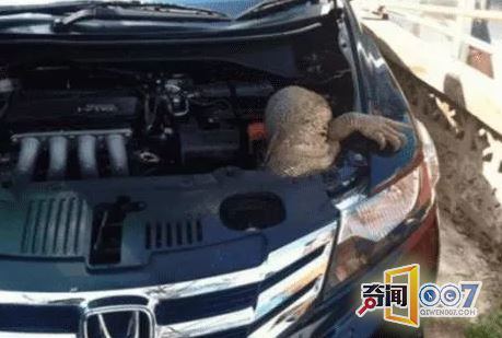 緢ֳһӣһº󾪴