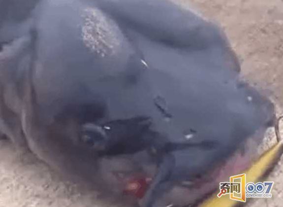 ϲ͡ϸ
