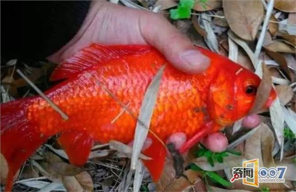 㣬ͨѪɫʵƯ