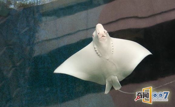 ĴǺֲ̲죡