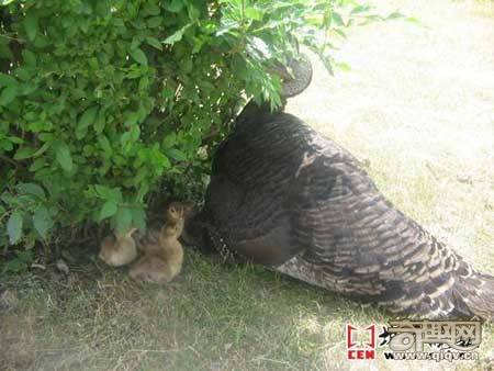 孔雀下蛋拒绝孵化 火鸡妈妈代孵出孔雀宝宝(图)