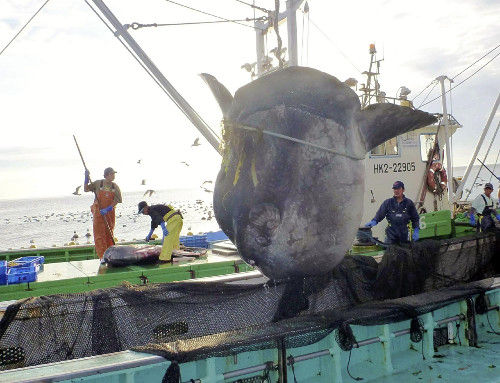 日本北海道函馆市海域的一定置网捕获一条长逾3.5米,重逾一吨的巨大翻车鱼。 日本北海道函馆市海域的一定置网捕获一条长逾3.5米,重逾一吨的巨大翻车鱼。
