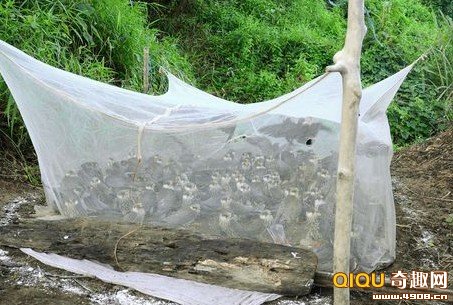 印度阿穆尔隼猎杀大行动 印度阿穆尔隼猎杀大行动