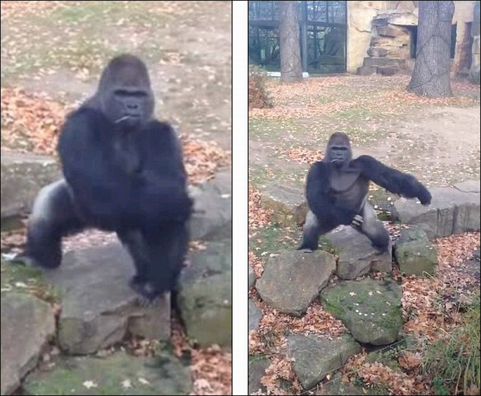 [ͼ]ʯͷ