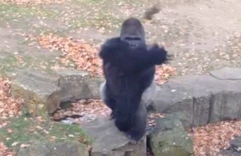 [ͼ]ʯͷ