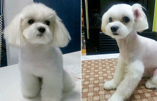 整容过的狗狗 整容过的狗狗