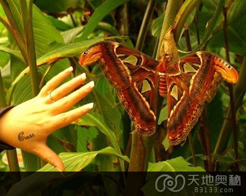 盘点世上现存昆虫界中的十大庞然大物 盘点世上现存昆虫界中的十大庞然大物