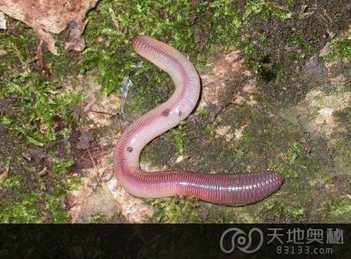 全球最惊悚的31个先天“变异”怪兽 全球最惊悚的31个先天“变异”怪兽