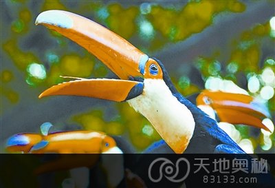动物也玩“断背”?揭十大同性恋动物 动物也玩“断背”?揭十大同性恋动物