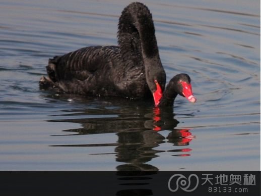 动物也玩“断背”?揭十大同性恋动物 动物也玩“断背”?揭十大同性恋动物