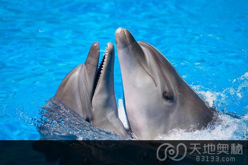 动物也玩“断背”?揭十大同性恋动物 动物也玩“断背”?揭十大同性恋动物