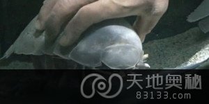ձˮݴʳ543